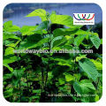 free sample ! China natural mulberry leaf powder , natural mulberry powder